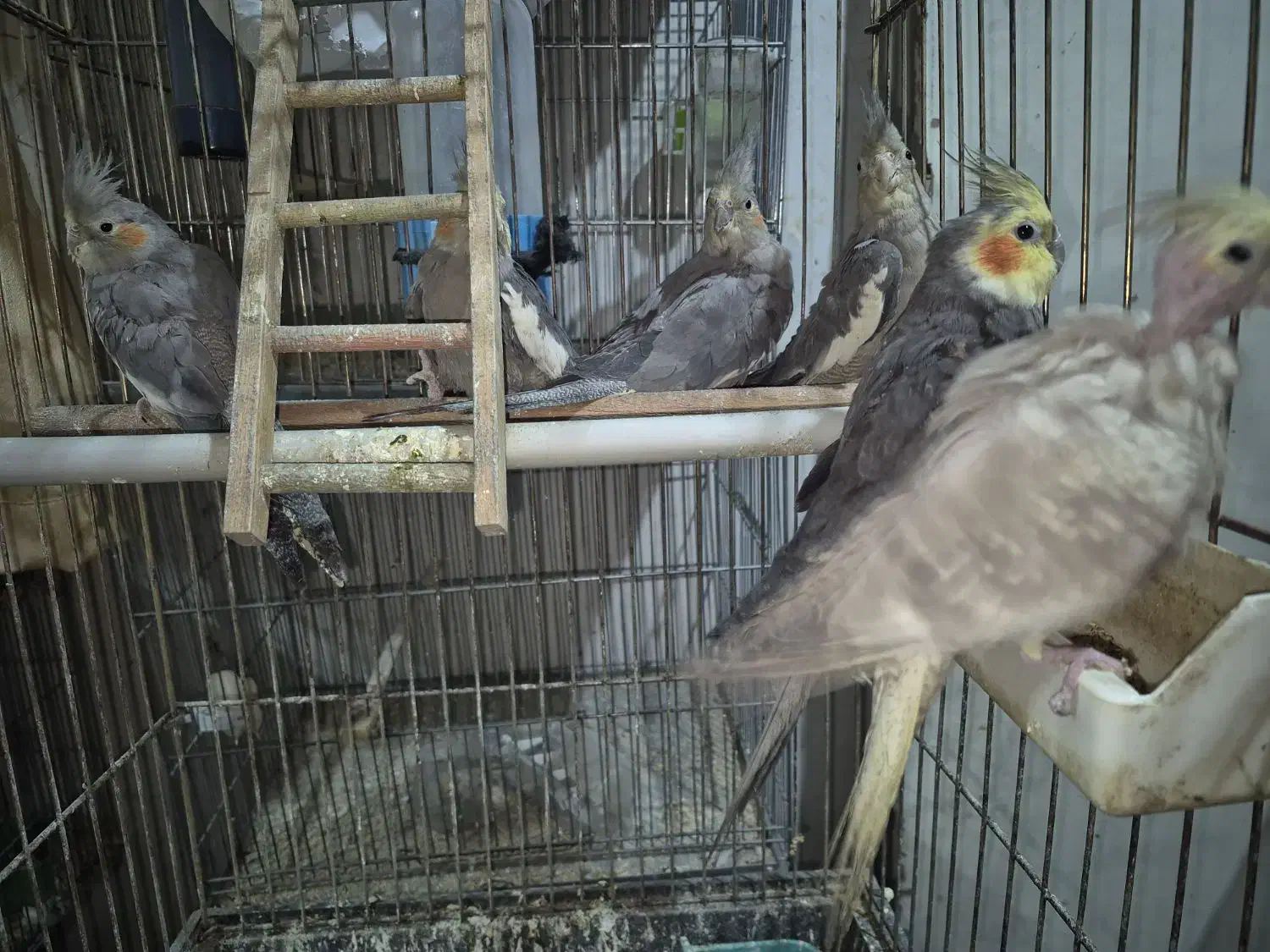 عروس هلندی با جوجه|پرنده|تهران, شهرک طالقانی|دیوار