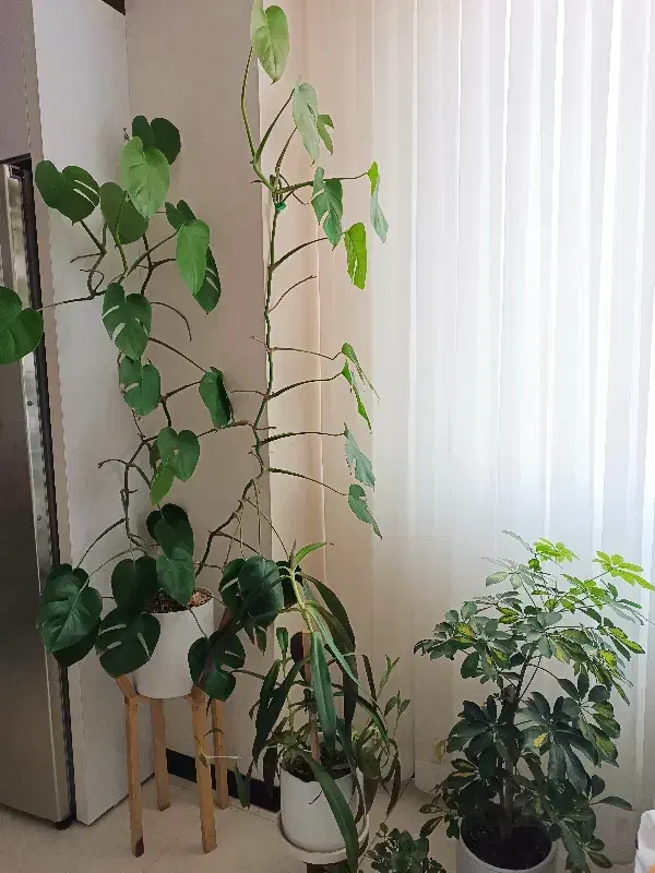 گل‌های زیبا و شاداب|گل و گیاه طبیعی|بجنورد, |دیوار