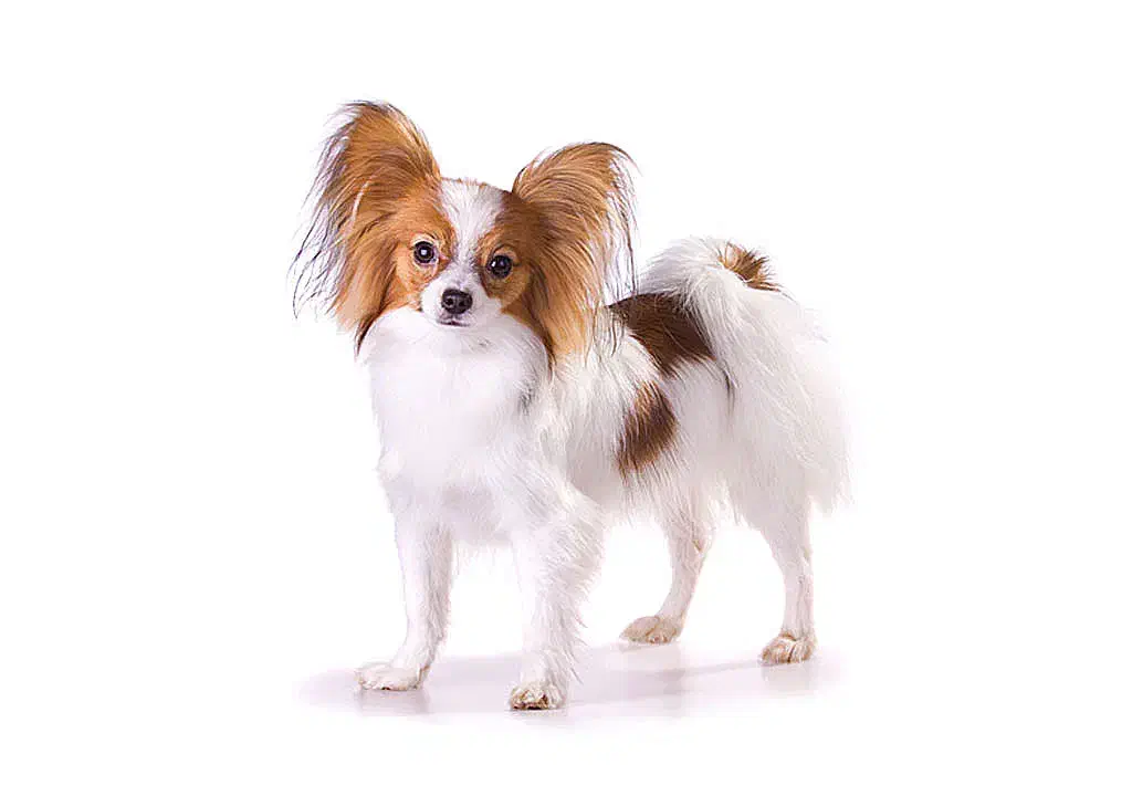 سگ پاکوتاه دوماهه نژادپاپیلون|سگ|بجنورد, |دیوار