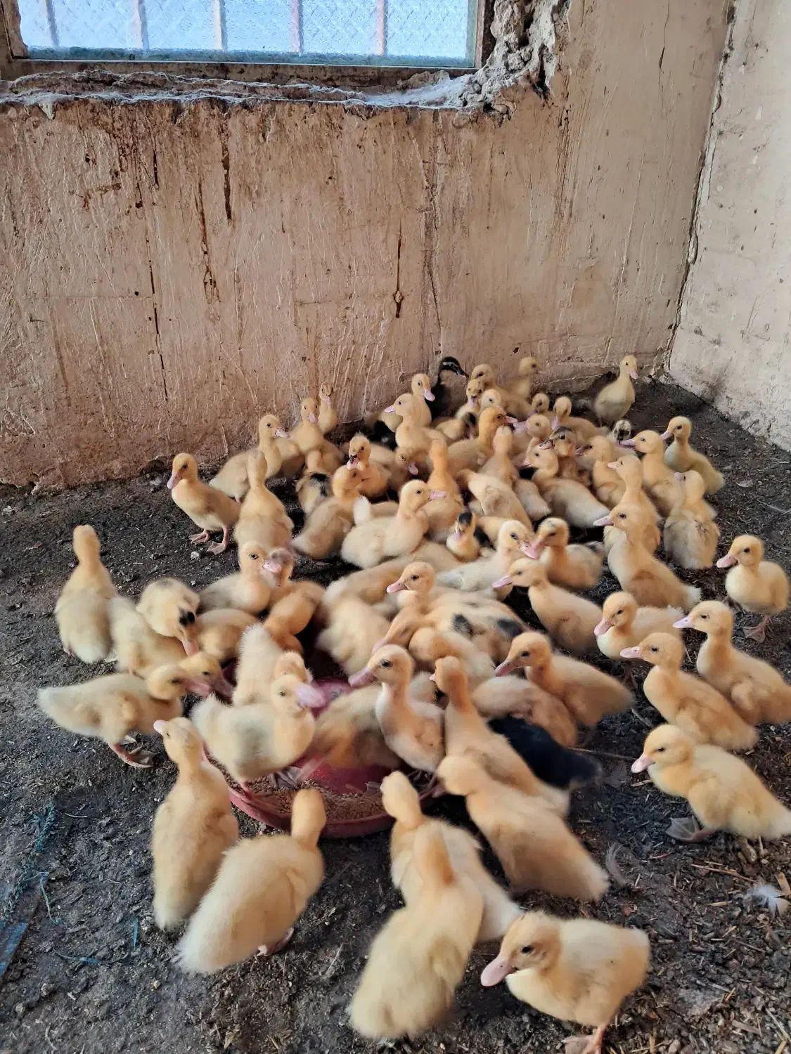 جوجه اردک|حیوانات مزرعه|ایذه, |دیوار