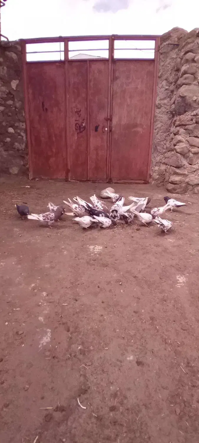 ۱۰۰۰|پرنده|سراب, |دیوار