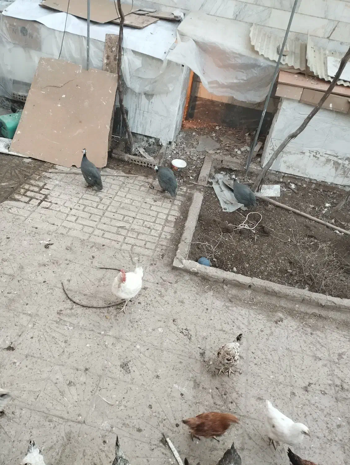 مرغ شاخدار|حیوانات مزرعه|پاکدشت, حصار امیر|دیوار