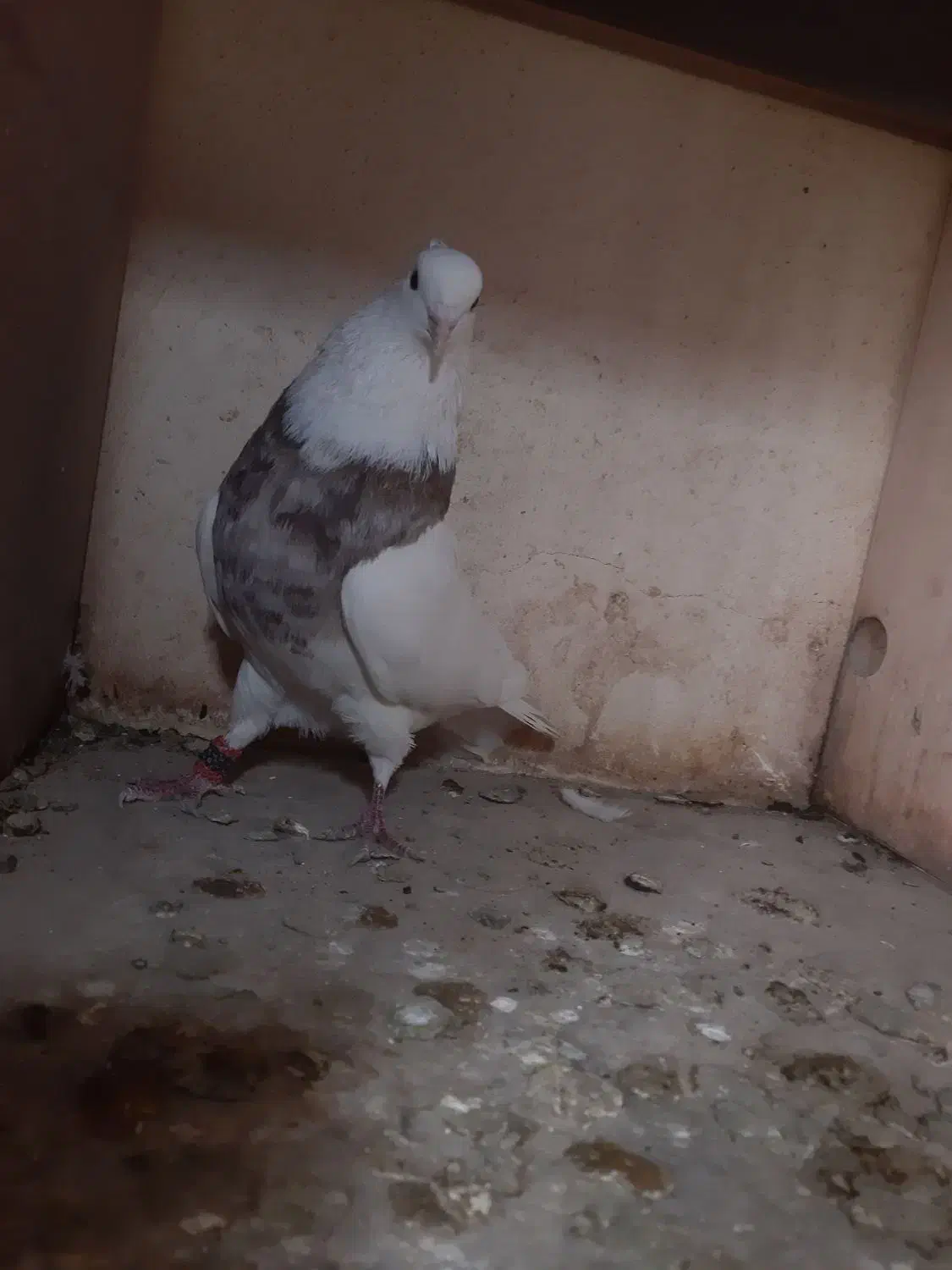 نروماده طوقی زرد خال دار|پرنده|خمینیشهر, |دیوار