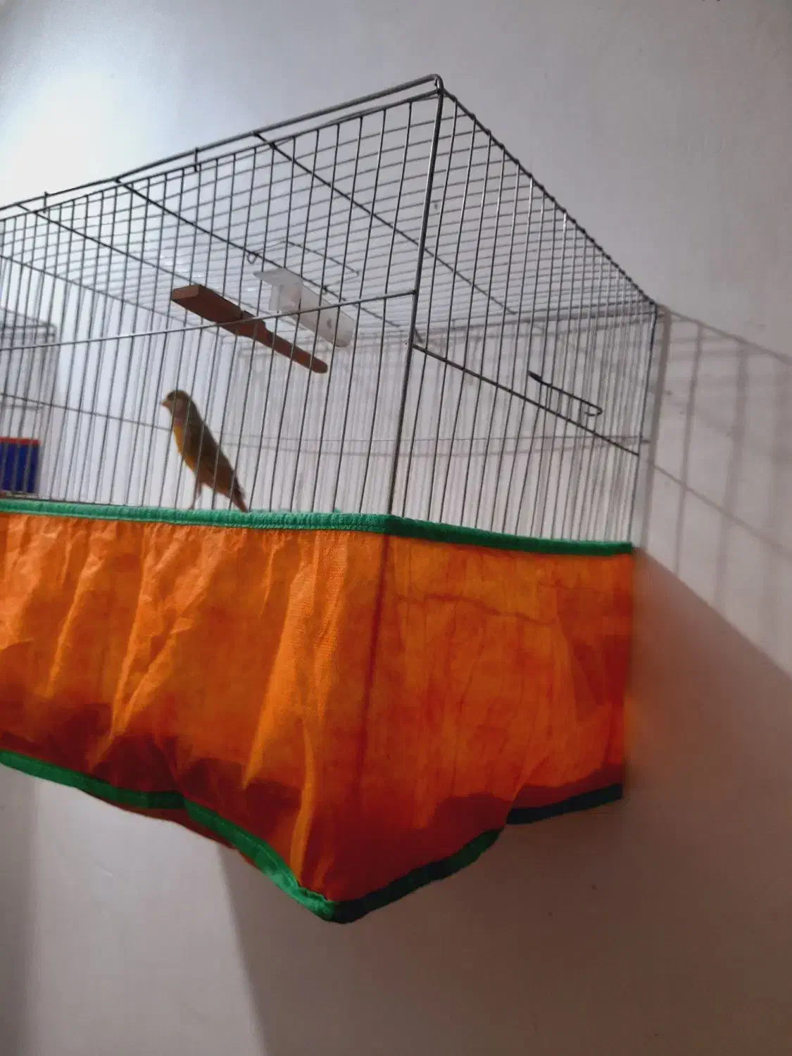 قناری عروس هلندی|پرنده|کرمان, |دیوار