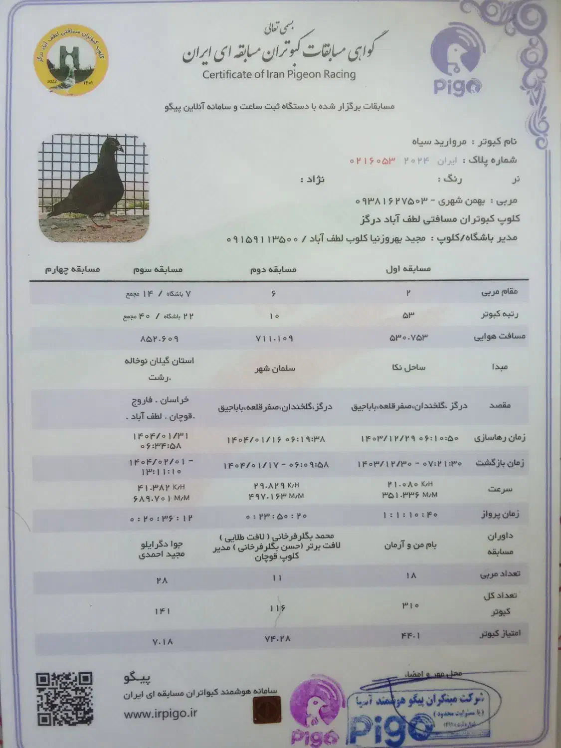 کبوتر‌پلاکی‌مسافتی|پرنده|درگز, |دیوار