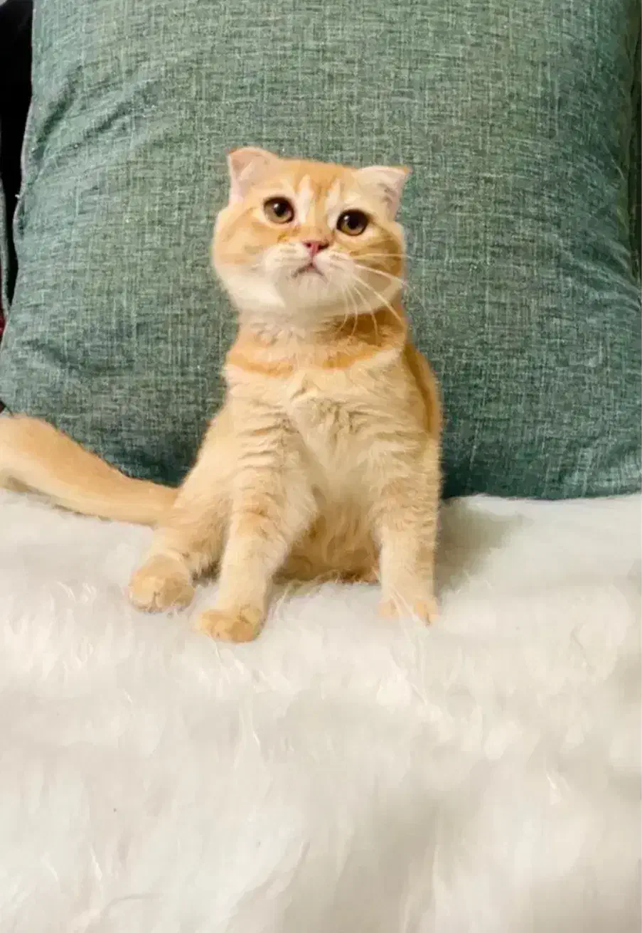 اسکاتیش ۸ ماهه نر|گربه|چالوس, |دیوار