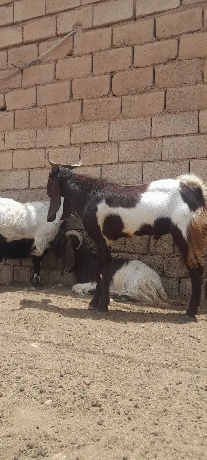 سلام بخته جوان سالم و سرحال|حیوانات مزرعه|گتوند, |دیوار