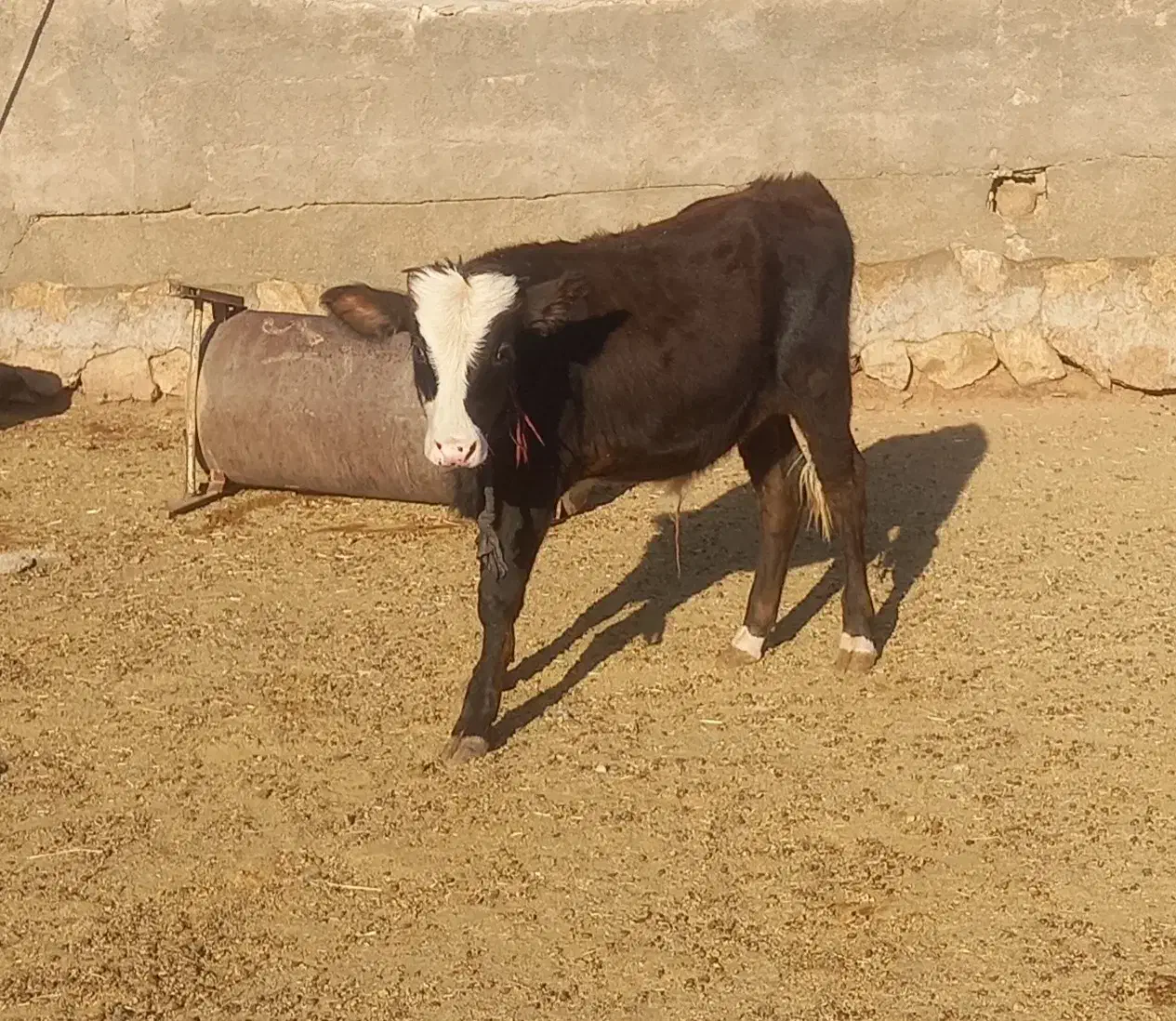 ۲ راس گوساله نر|حیوانات مزرعه|پلدختر, |دیوار