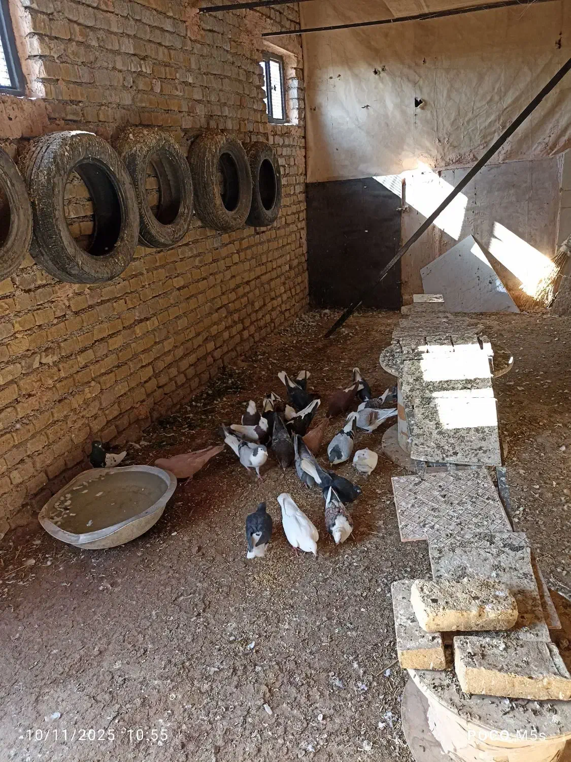 کبوتر|پرنده|نوده انقلاب, |دیوار