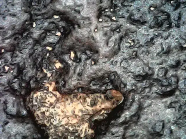 شهاب سنگ کربنی|کلکسیون اشیاء عتیقه|بندرعباس, |دیوار