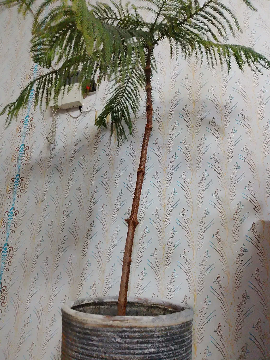 گلدان و گل مطبق|گل و گیاه طبیعی|مشهد, سپاد|دیوار