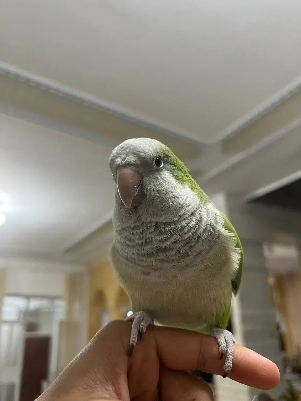 طوطی راهب سخنگو رام و اجتماعی|پرنده|بم, |دیوار