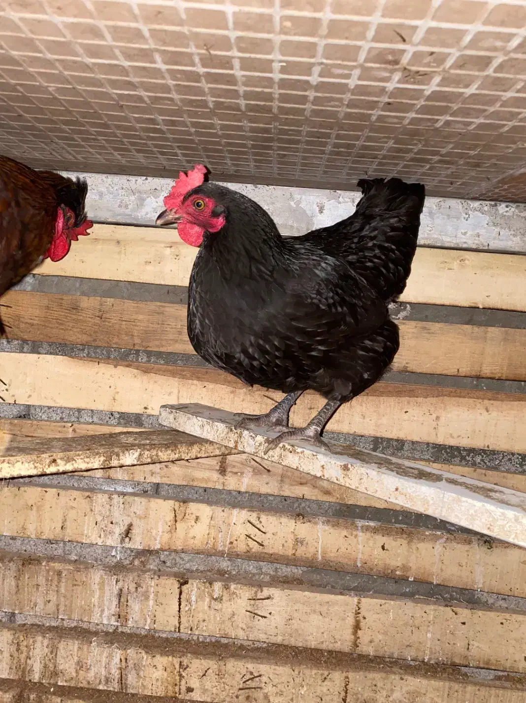 مرغ و خروس|حیوانات مزرعه|رشت, شکار اسطلخ|دیوار