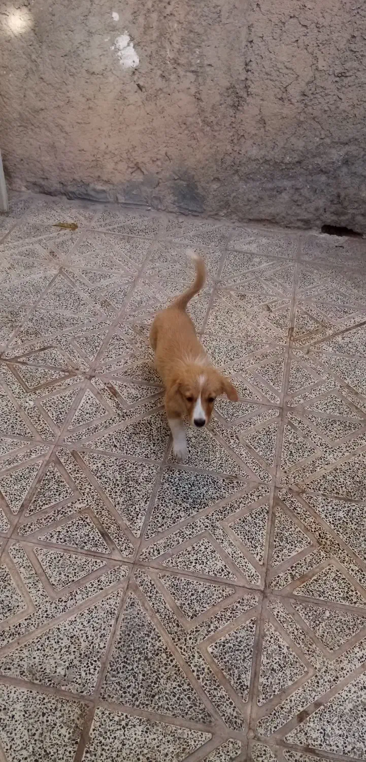 سگ اشپیتز|سگ|کرمان, |دیوار