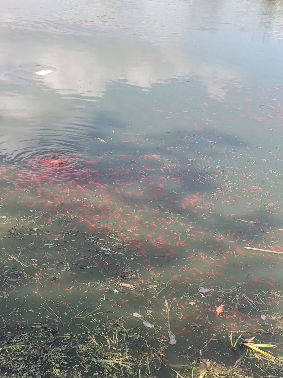 ماهی قرمز ۲ بند|ماهی|سنگر, |دیوار