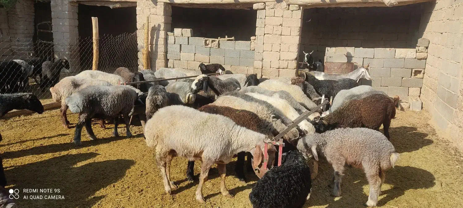 فروش 40راس میش|حیوانات مزرعه|داراب, |دیوار