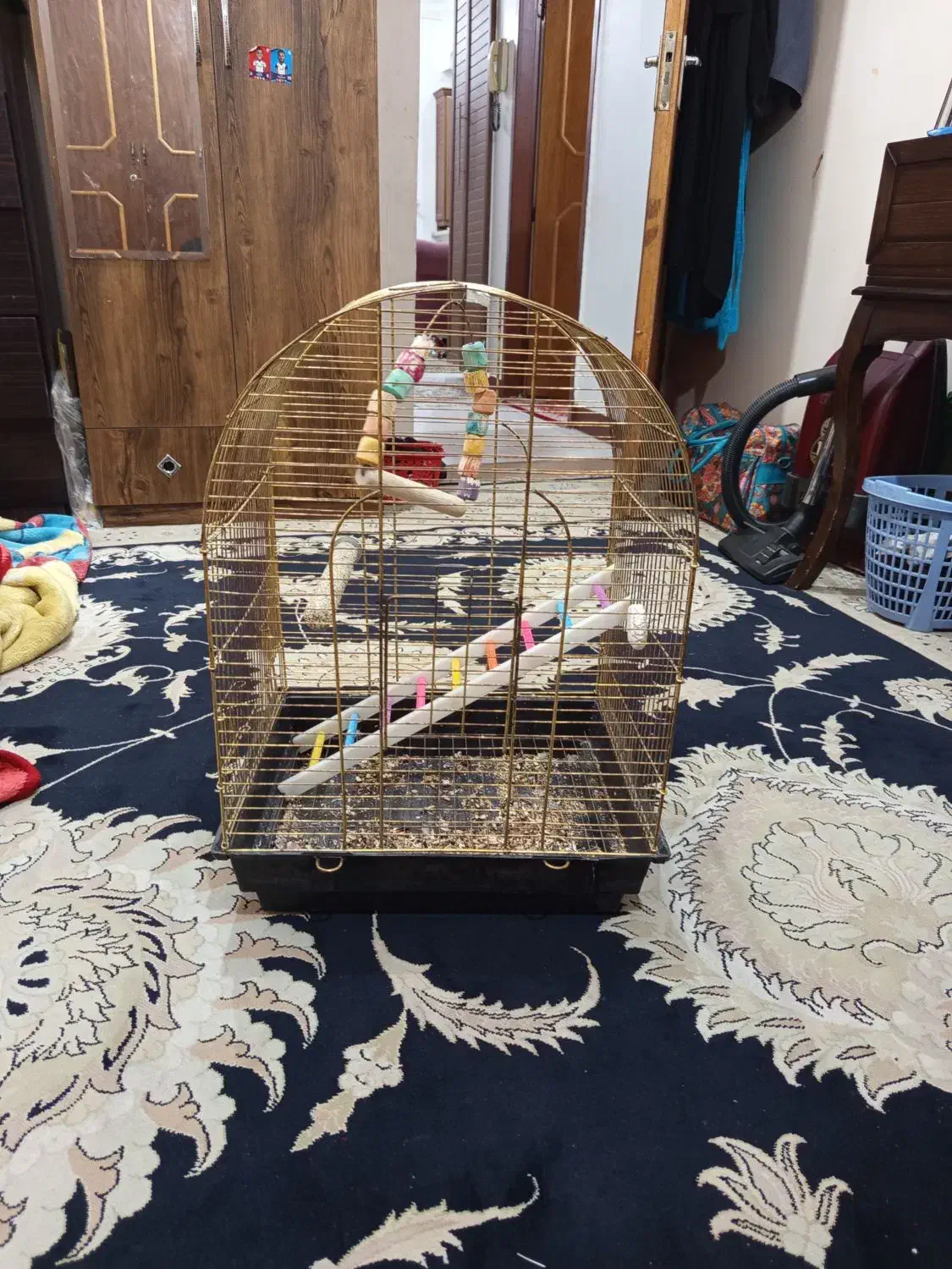 قفس کاسکویی با وسایل|لوازم جانبی حیوانات|اهواز, زیتون کارمندی|دیوار