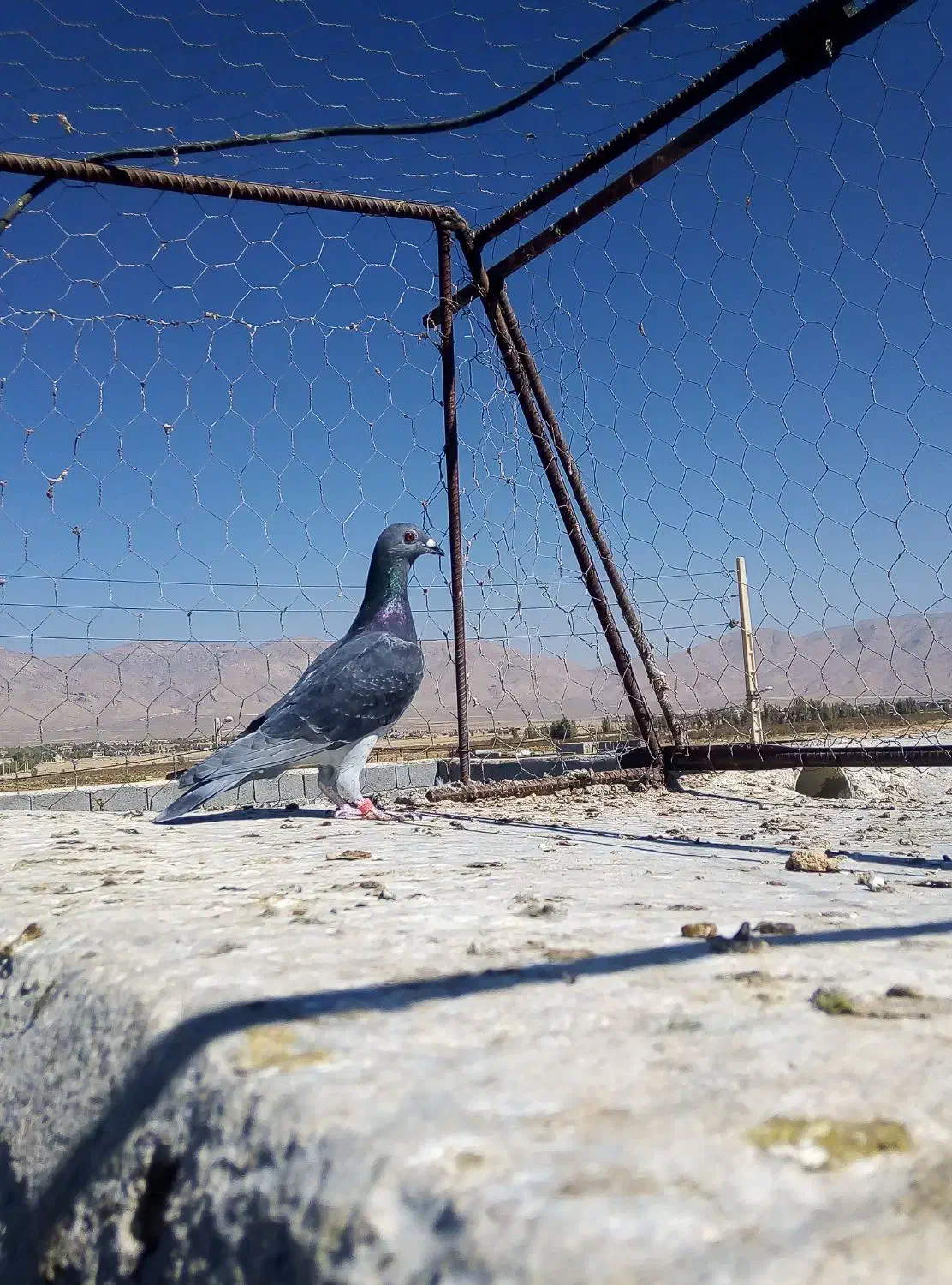 کبوتر|پرنده|سروستان, |دیوار