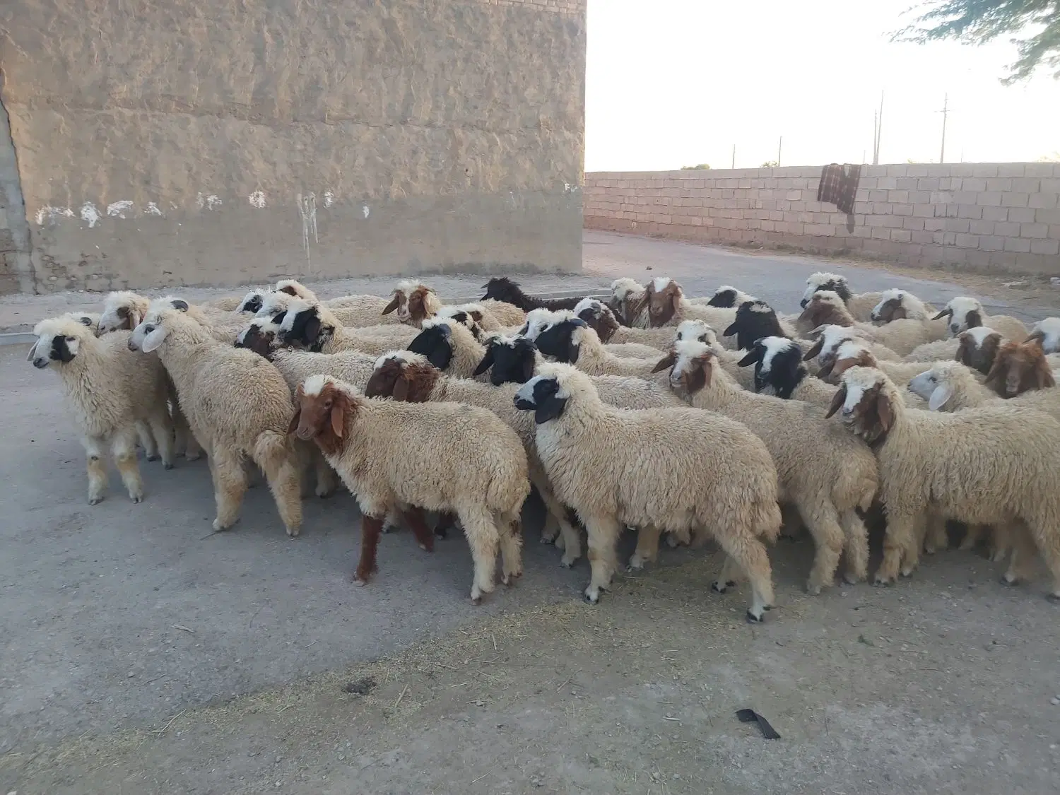 بره|حیوانات مزرعه|سوسنگرد, |دیوار