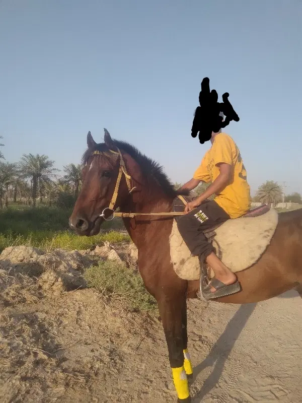 اسب|اسب و تجهیزات اسبسواری|شادگان, |دیوار