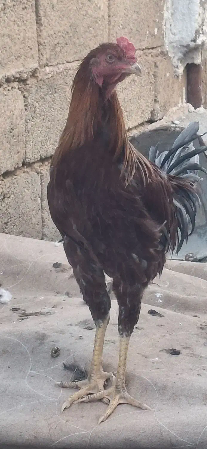 مرغ و خروس|حیوانات مزرعه|کوار, |دیوار