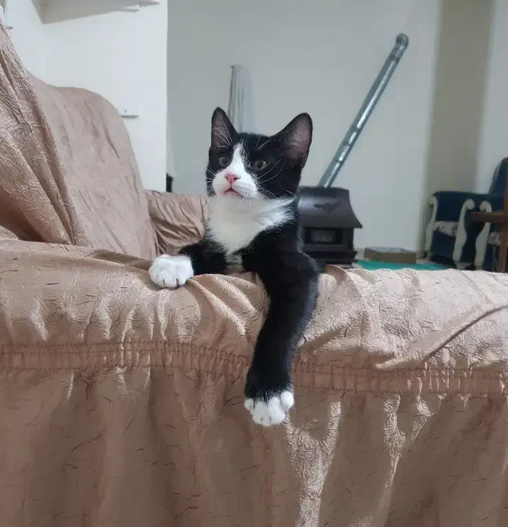 واگذاری بچه گربه نژاد تاکسیدو|گربه|فردیس, شهرک شهید حسینی|دیوار