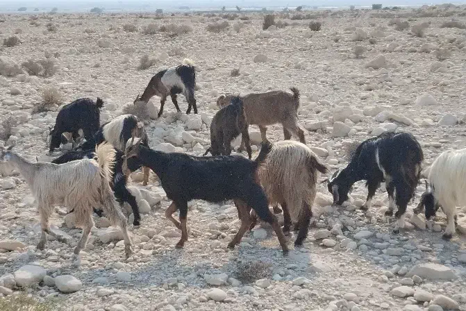 تعداد ۱۴عدد بز داشتی|حیوانات مزرعه|آبدان, |دیوار