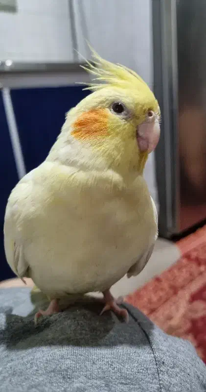 گمشده|حیوانات|رامهرمز, |دیوار