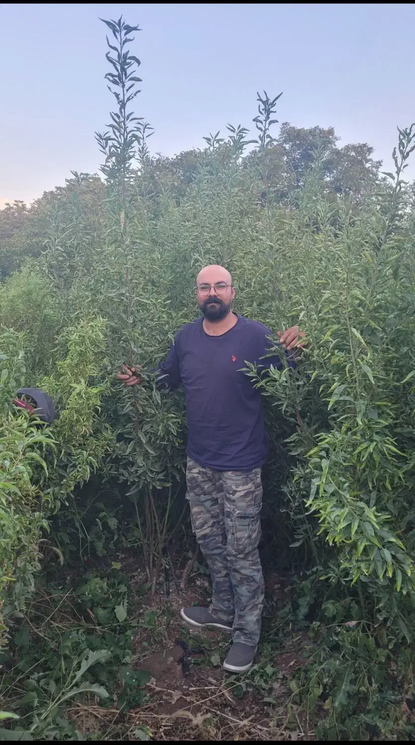 نهال|خدمات باغبانی و درختکاری|رامند, |دیوار