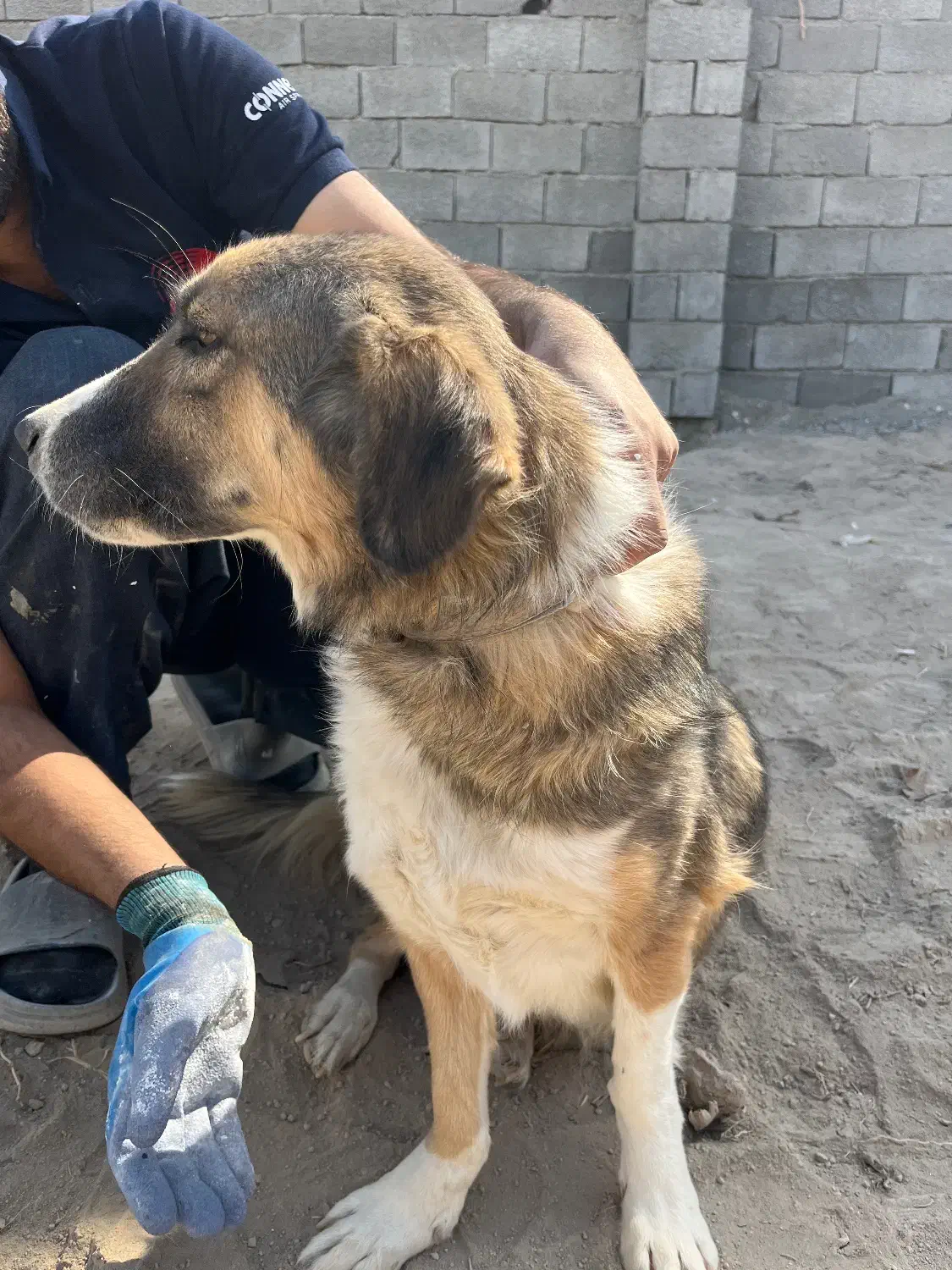 سگ نژاد دار اصیل پاکوتاه|سگ|تهران, دکتر هوشیار|دیوار