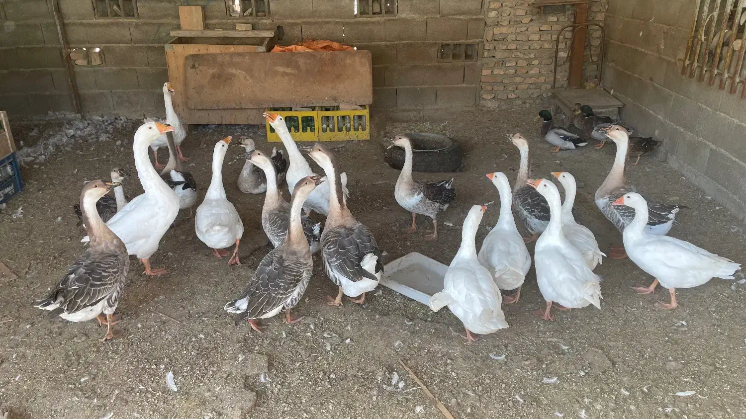 غاز و قوغاز|حیوانات مزرعه|سیمین شهر, |دیوار