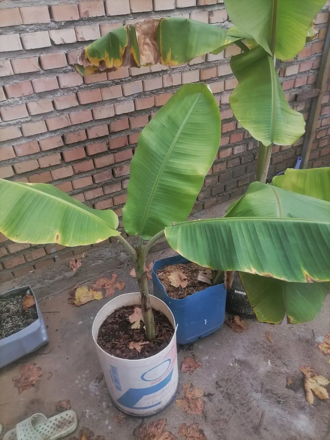 معاوضه نهال 1 متری موز گلدانی با گل آپارتمانی|گل و گیاه طبیعی|آزادشهر, |دیوار