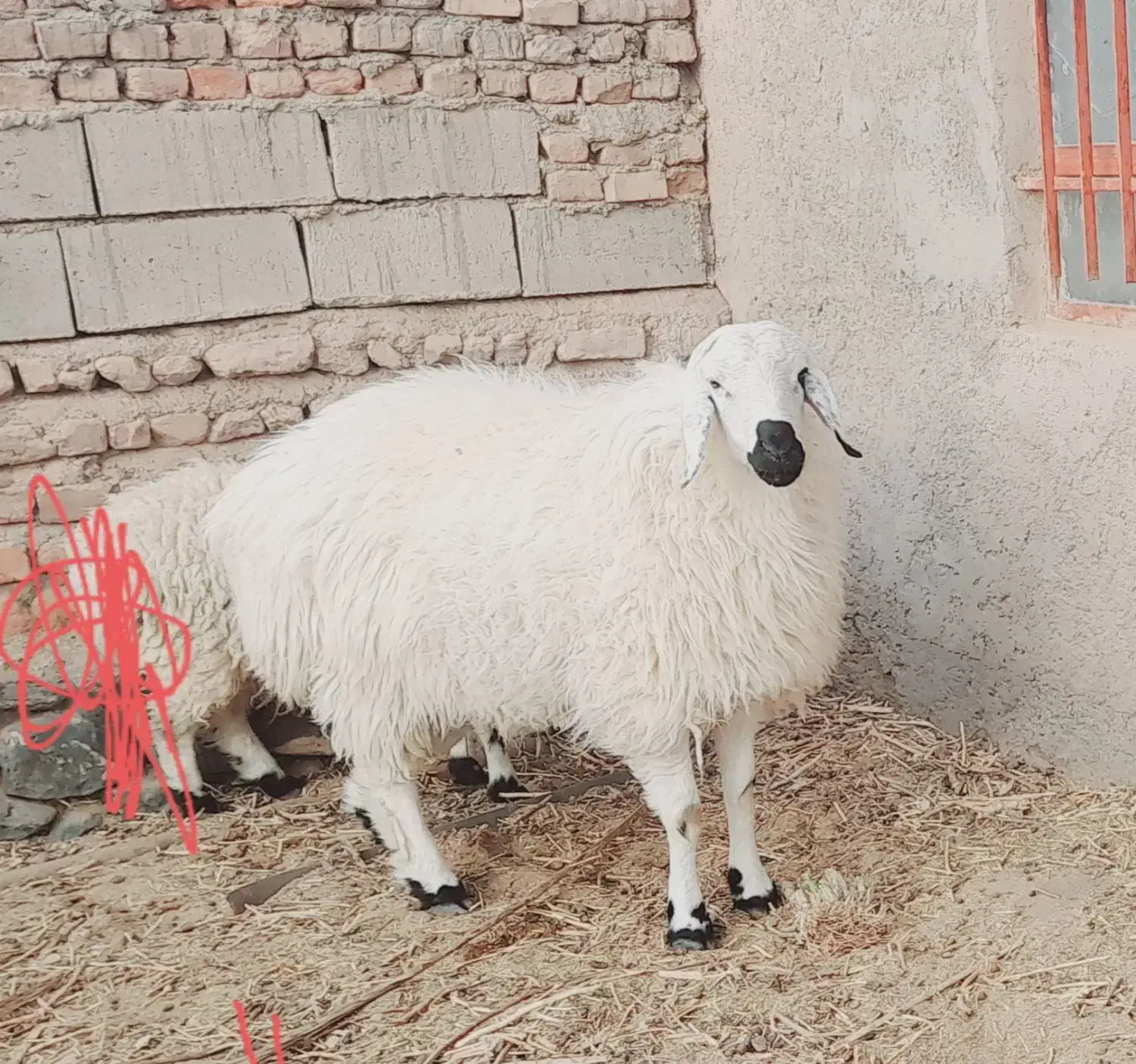 ستا بره ویک کهره ودوتا میش|حیوانات مزرعه|بیرجند, |دیوار