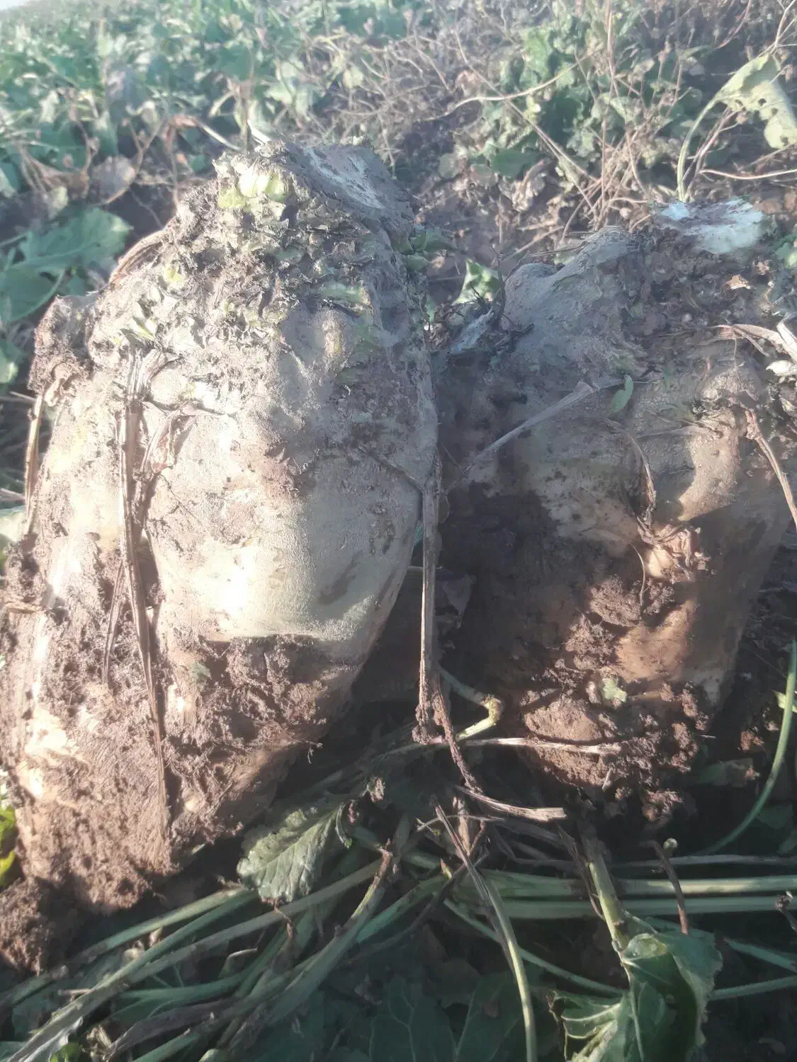 چغندر قند درشت|عمده‌فروشی|بشاریات, |دیوار