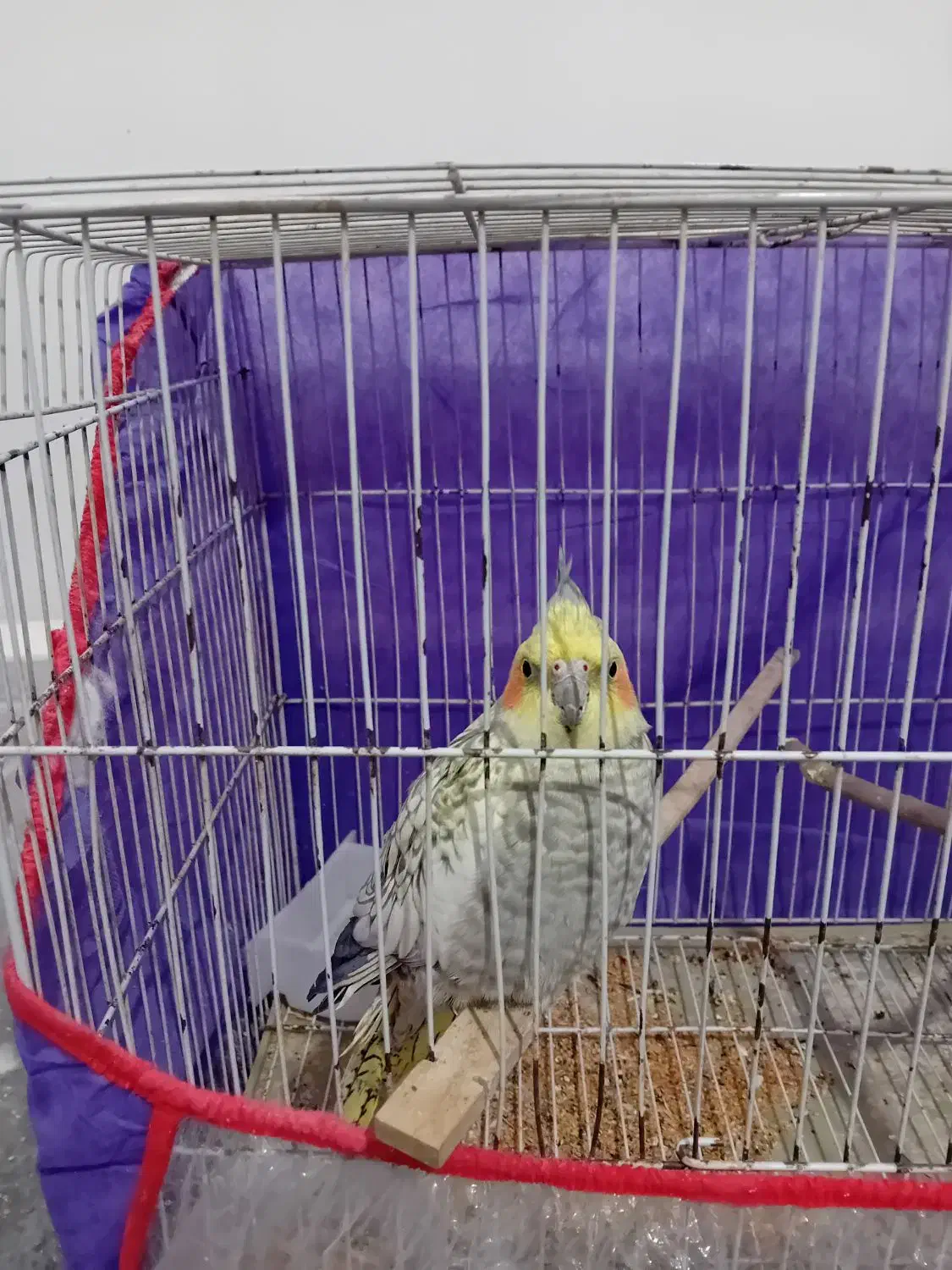 پرنده|پرنده|زابل, |دیوار