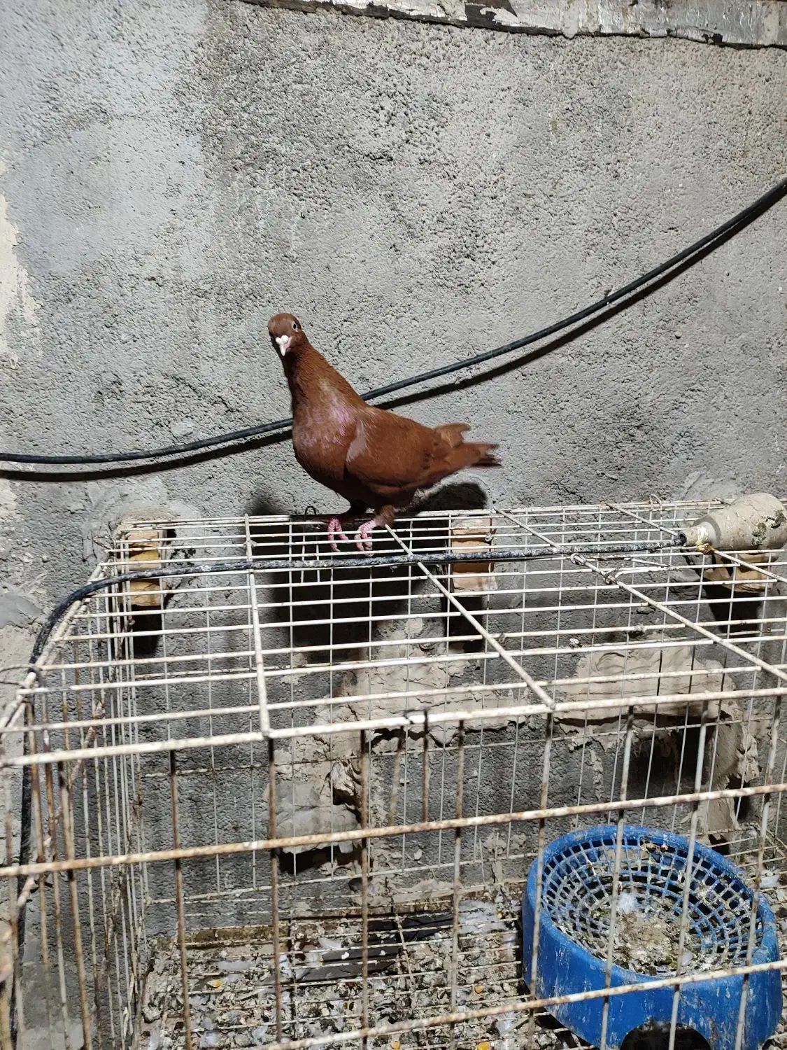 دوتا عدد نر رنگی درجه یک|پرنده|بندر ماهشهر, |دیوار