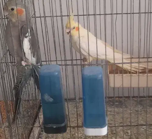 عروس هلندی لوتینو|پرنده|لاهیجان, کوی خزر|دیوار