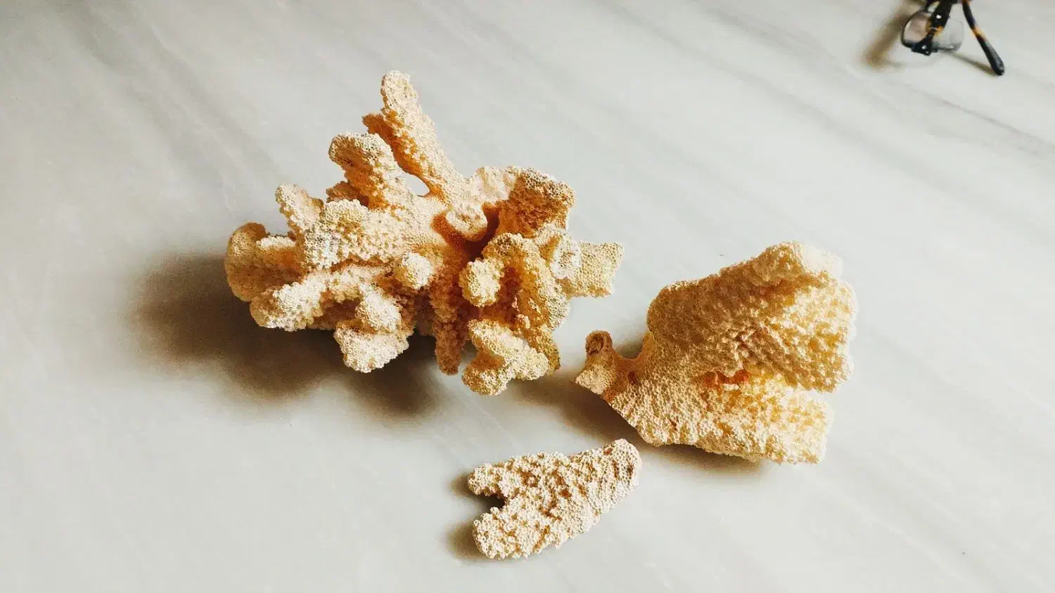 مرجان شاخ گوزنی|ماهی|سرپل ذهاب, |دیوار