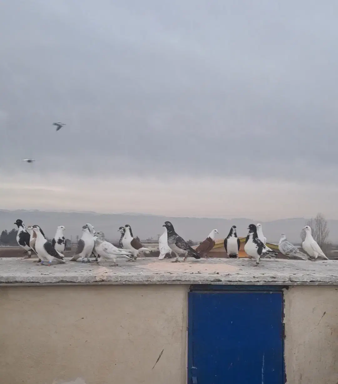 کفتر بوم تعداد ۳۵ عدد|پرنده|گلبهار, نوبهار|دیوار