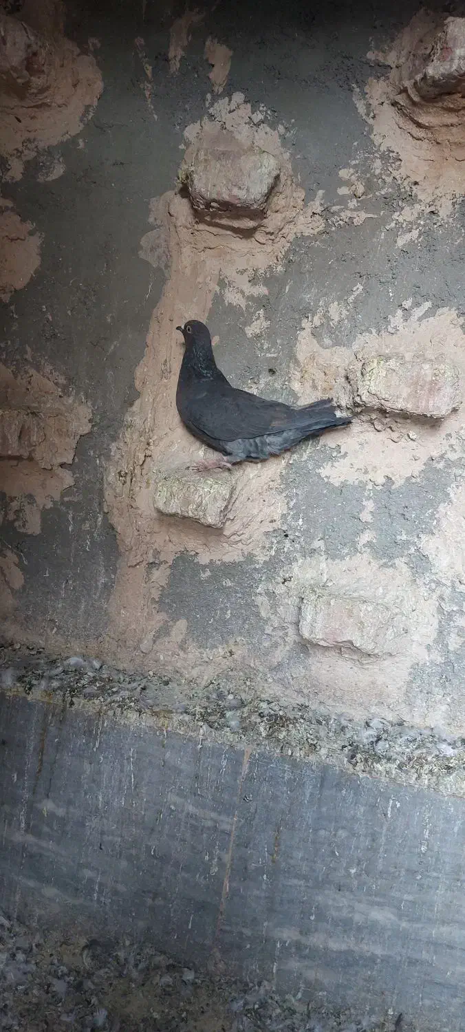 کفتر فروشی|پرنده|بیرجند, |دیوار