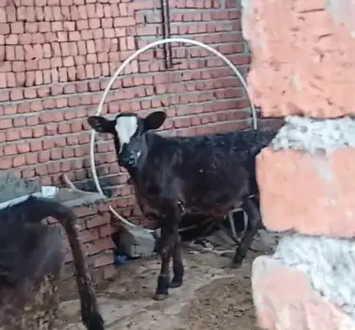 گوساله ماده جنس|حیوانات مزرعه|مریوان, |دیوار