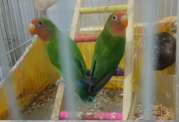 طوطی|پرنده|جوانرود, |دیوار