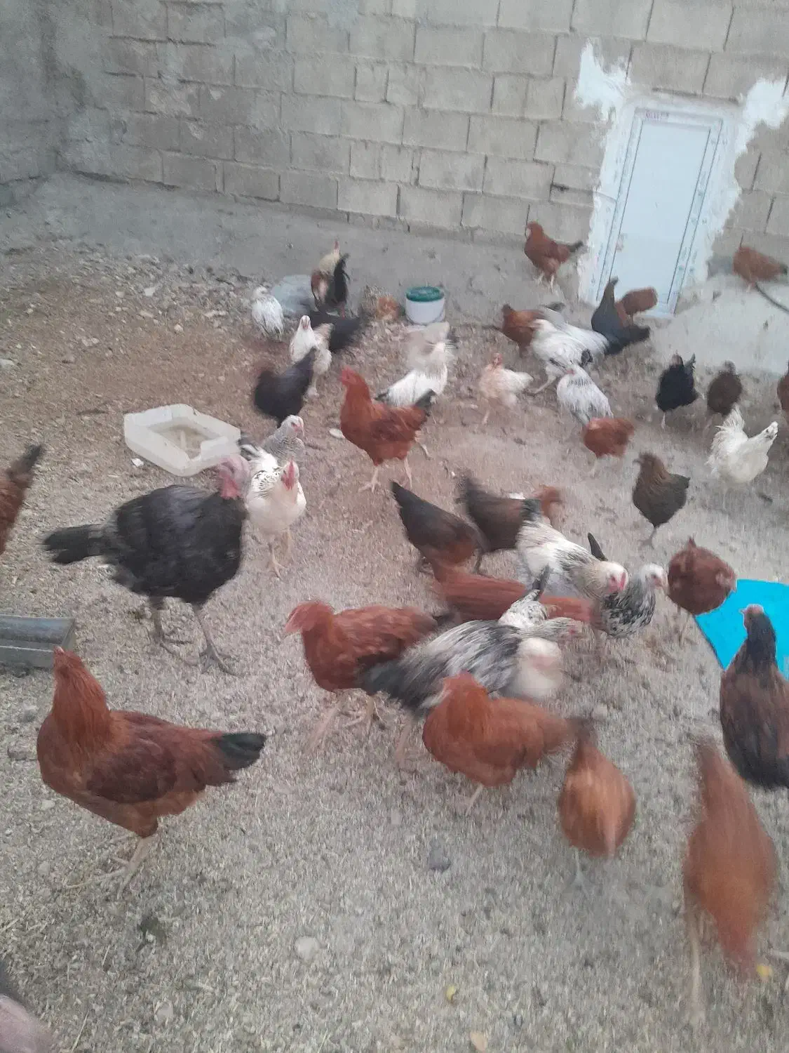 مرغ محلی|حیوانات مزرعه|یاسوج, |دیوار