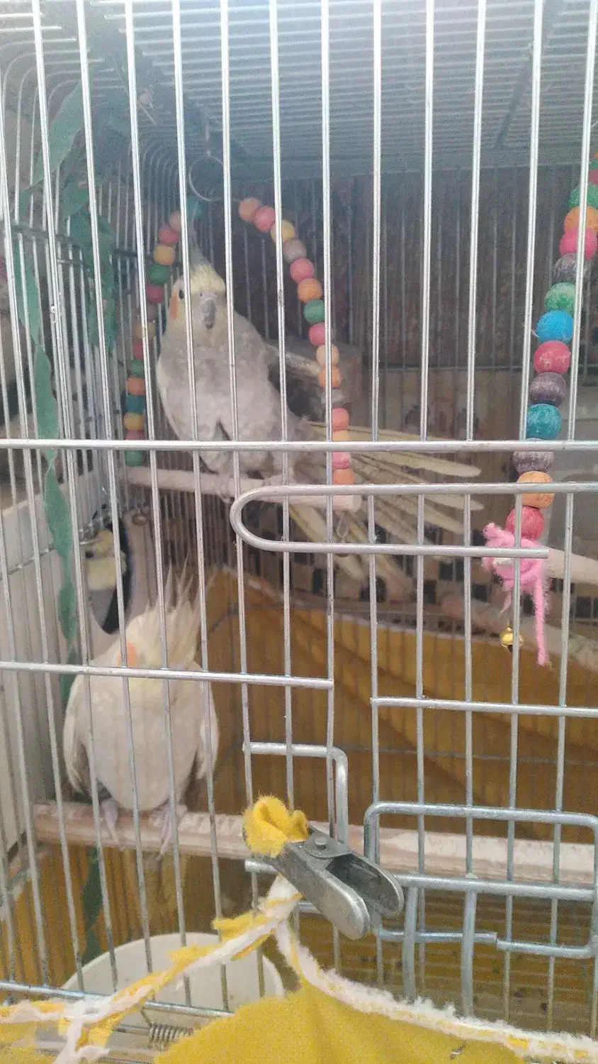 فروش عروس هلندی|پرنده|فولادشهر, مسکن مهر فولادشهر|دیوار