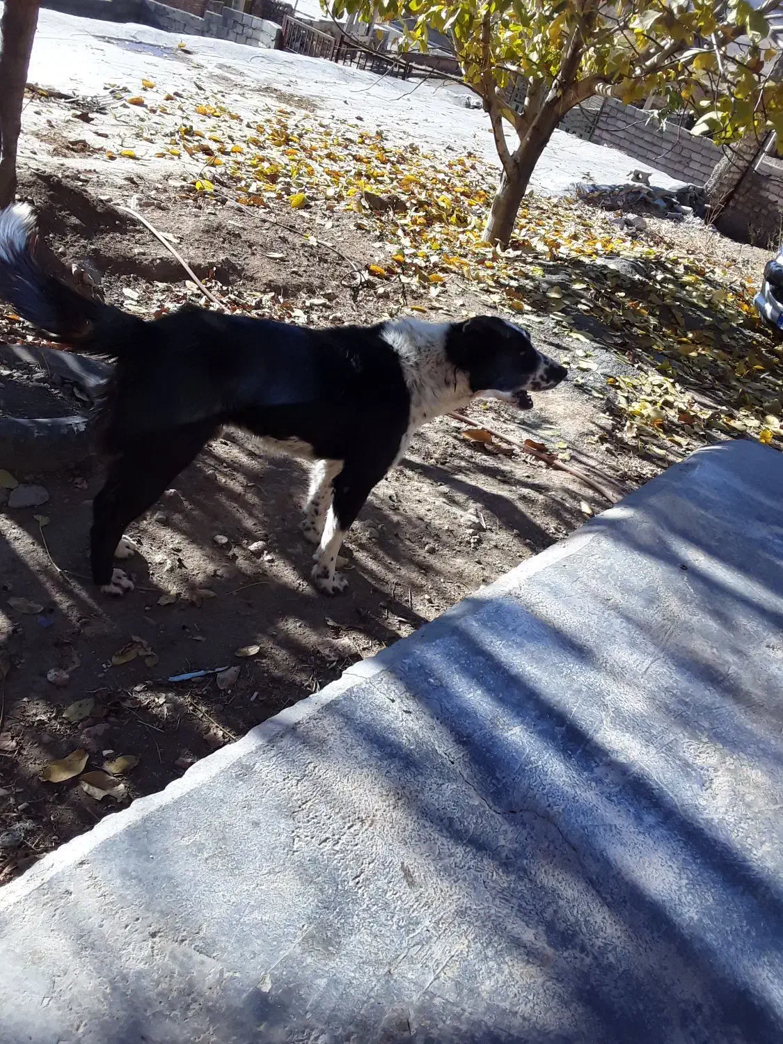 واگذاری توله قدرجونی|سگ|چنارود, |دیوار