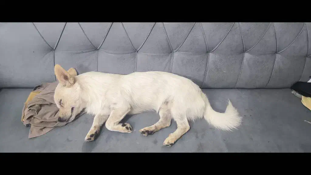 گمشده|حیوانات|اصفهان, پارک مشتاق|دیوار