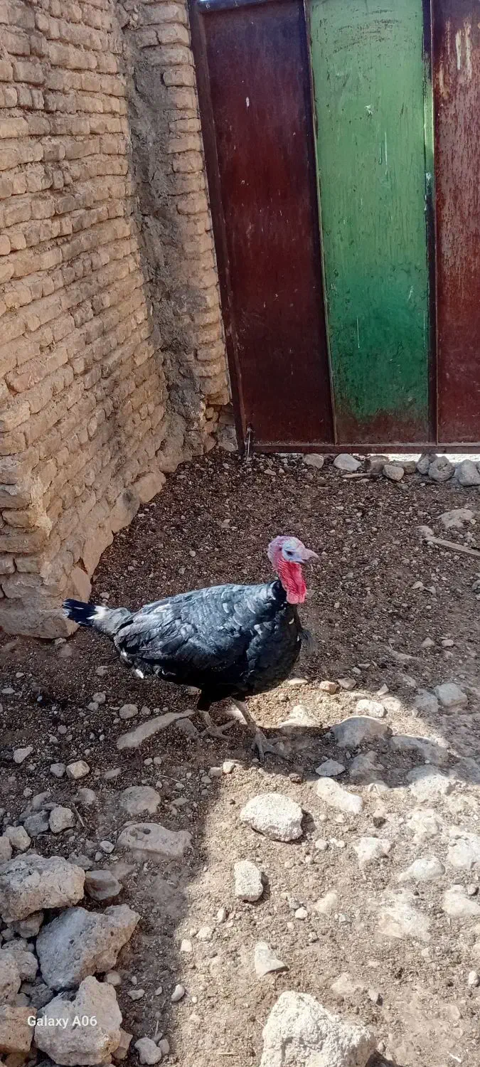 بوقلمون زنده|حیوانات مزرعه|کوهدشت, |دیوار