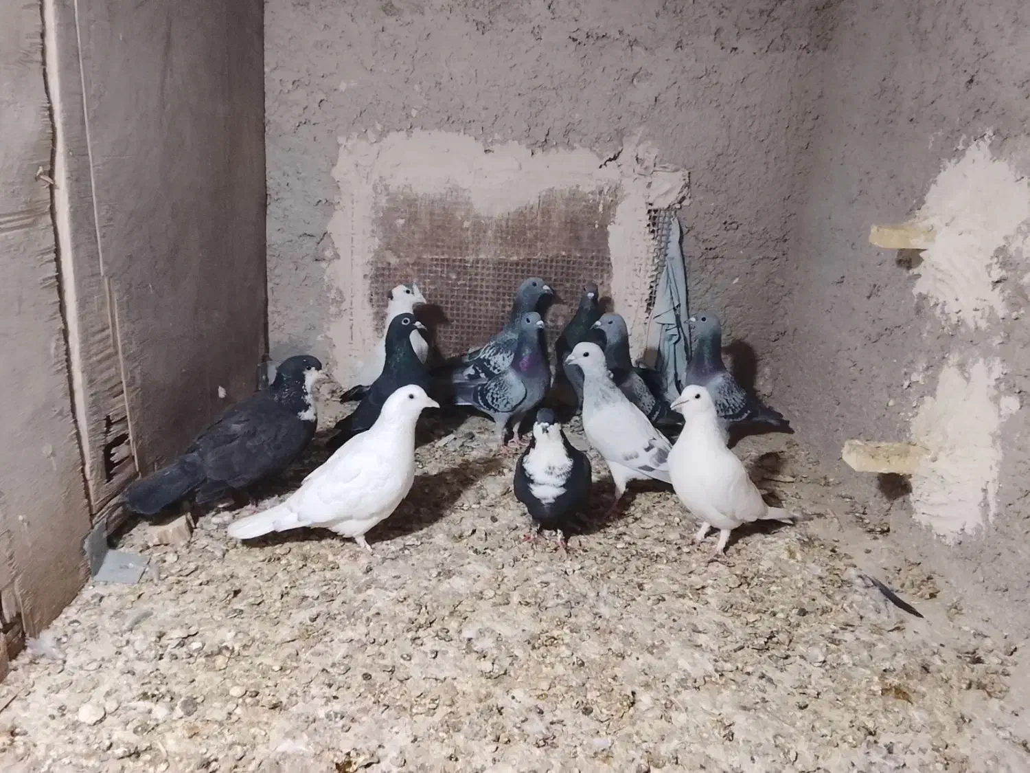 کفتر|پرنده|ماهان, |دیوار