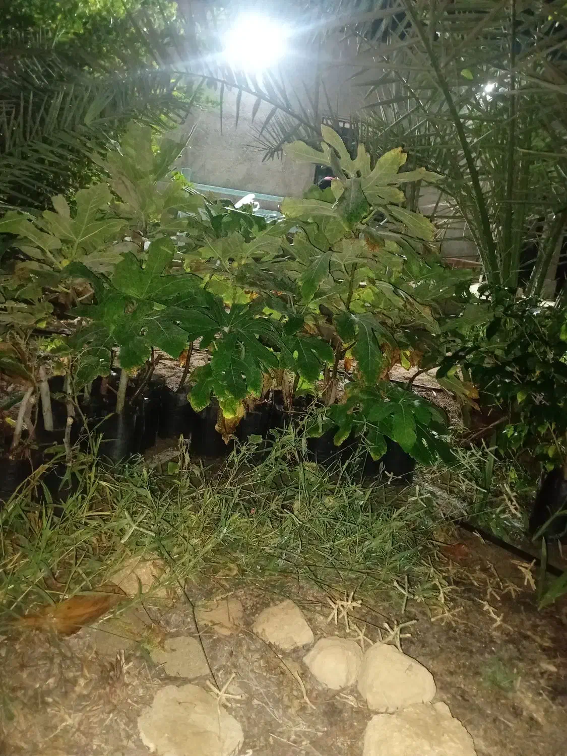 گل وگیاه|گل و گیاه طبیعی|قشم, |دیوار