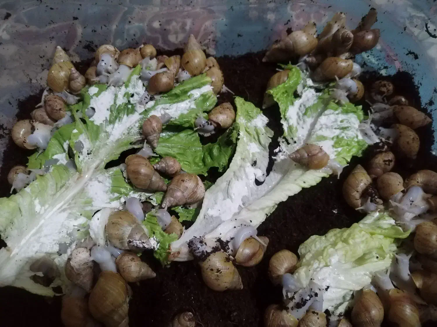 حلزون|خزنده|زنجان, |دیوار